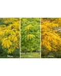 Golden Honey Locust забарвлення листя в різні сезони